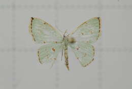 Image of Comostola laesaria Walker 1861