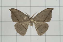 Image of Albara reversaria Walker 1866