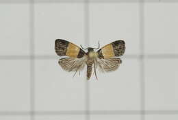 Image of Epinotia bicolor Walsingham 1900