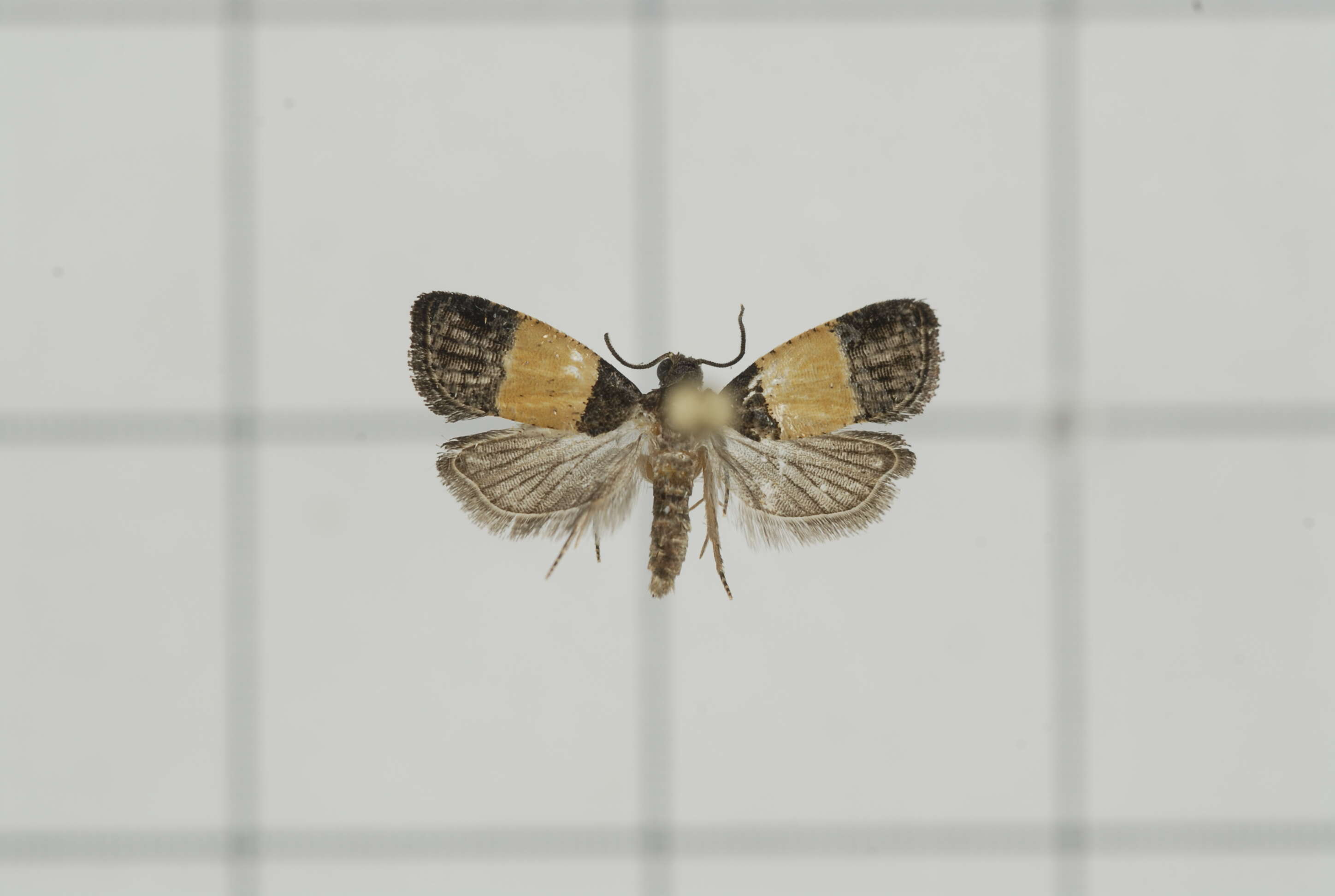 Image of Epinotia bicolor Walsingham 1900