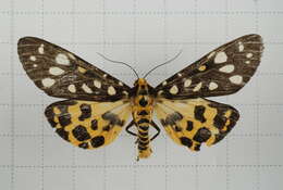 Image of Aglaomorpha histrio (Walker 1855)