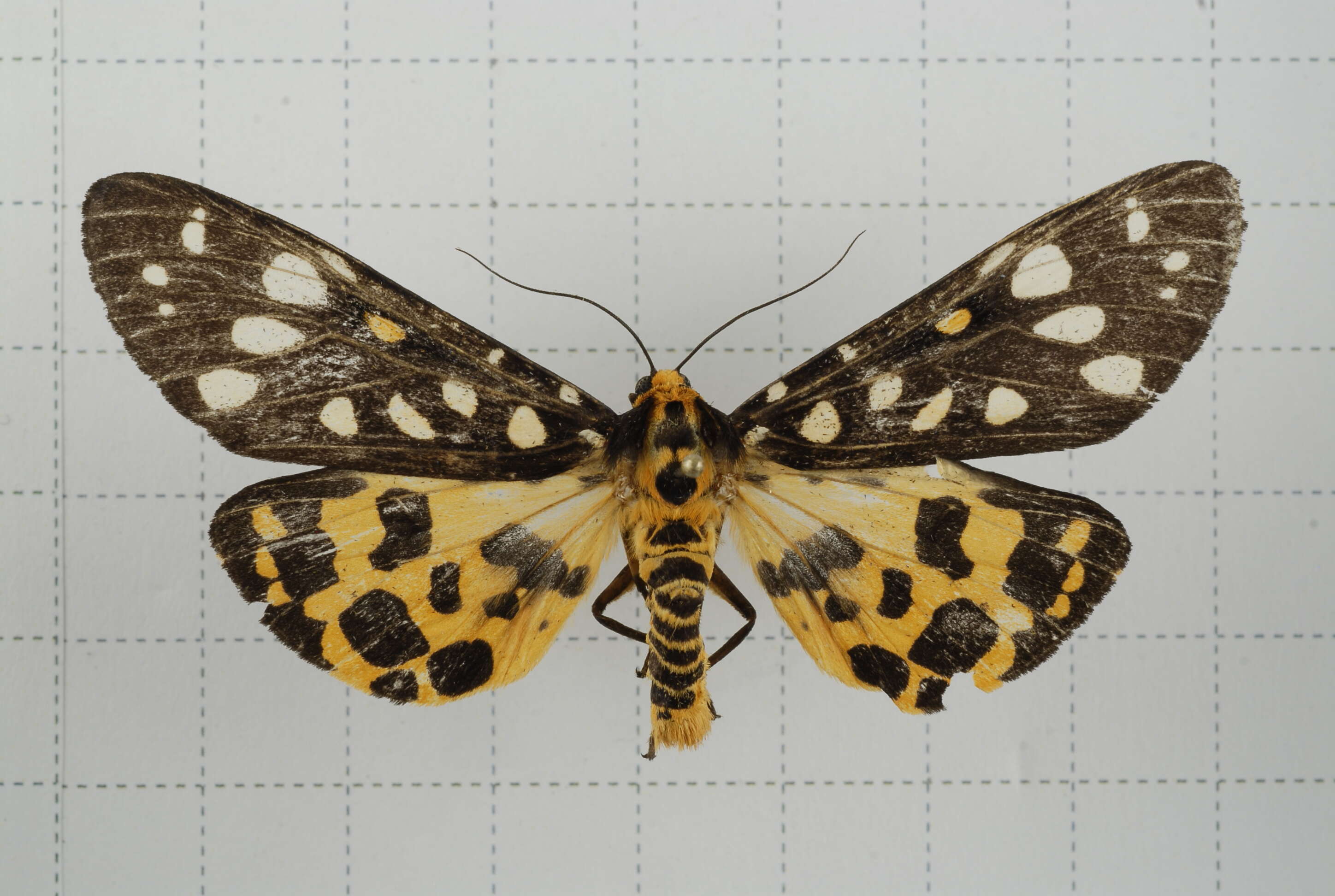 Image of Aglaomorpha histrio (Walker 1855)