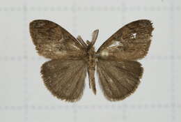 Image of Orgyia postica Walker 1855