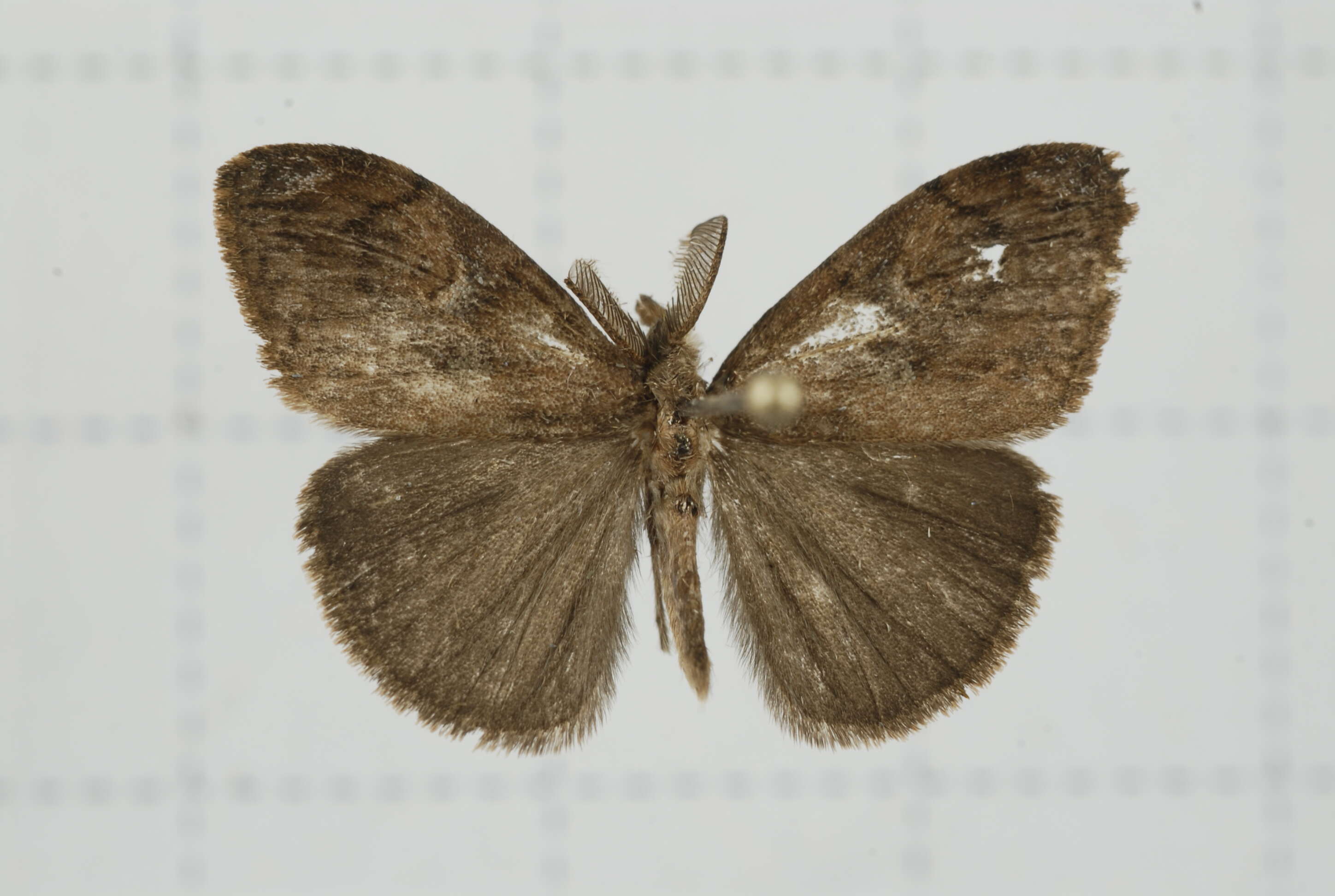 Image of Orgyia postica Walker 1855