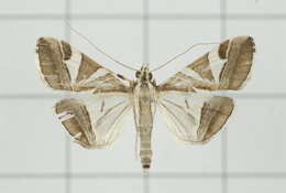 Sivun Agrioglypta itysalis Walker 1859 kuva