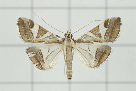 Agrioglypta itysalis Walker 1859 resmi