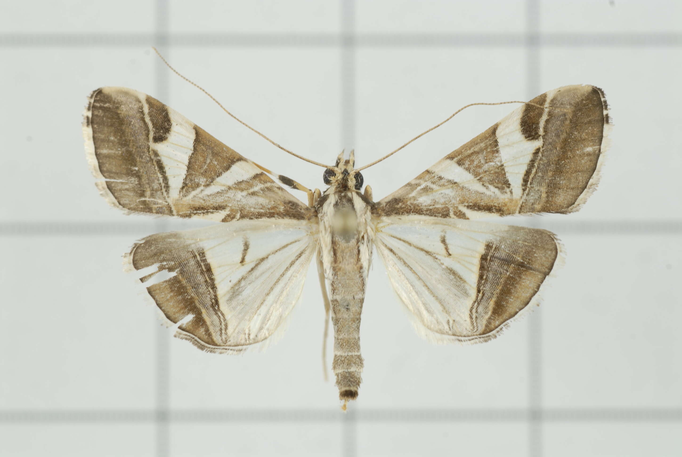 Sivun Agrioglypta itysalis Walker 1859 kuva