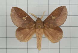 Image of Euthrix laeta Walker 1855