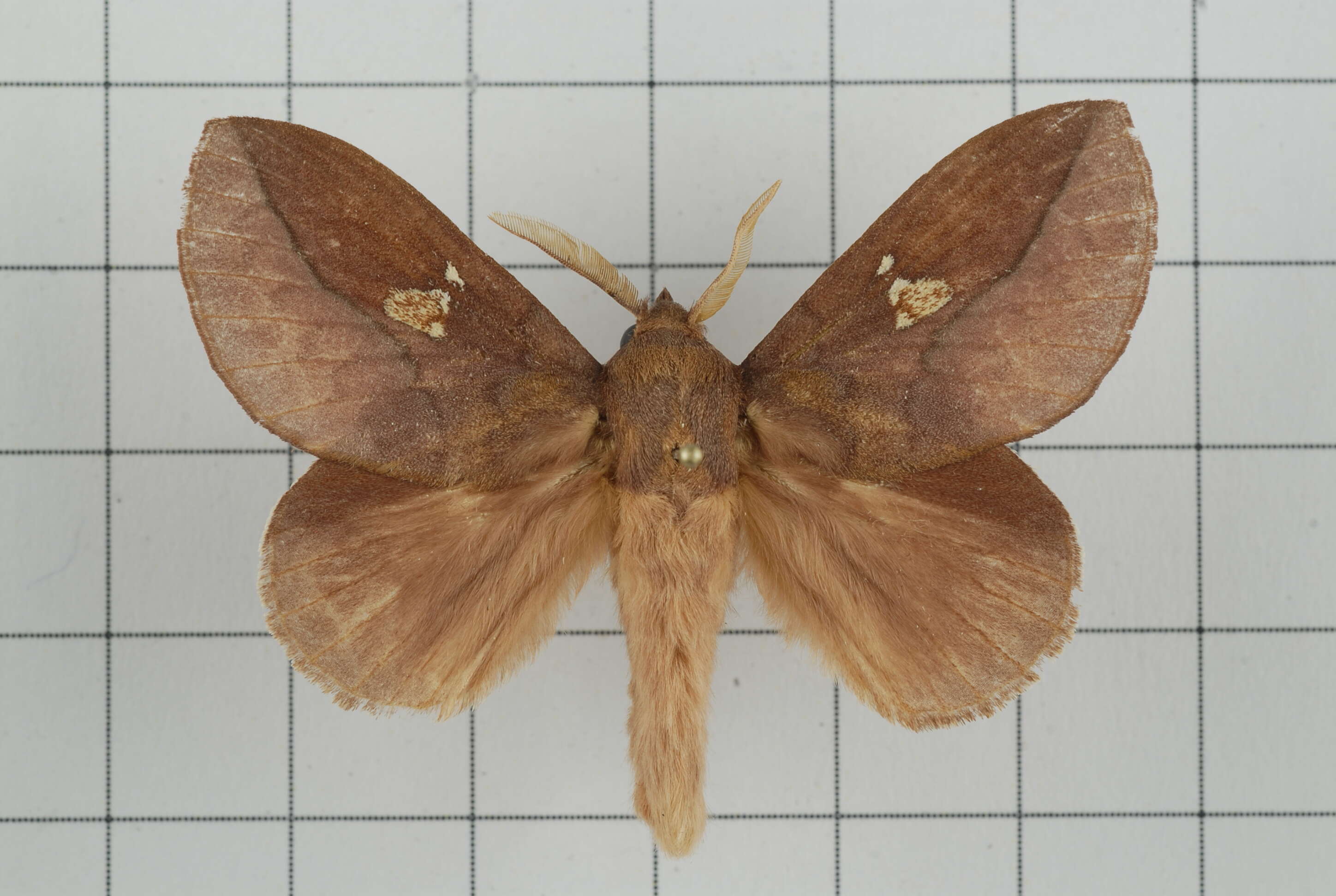 Image of Euthrix laeta Walker 1855