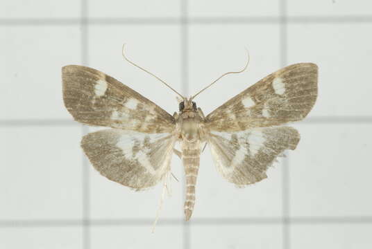 Image de Herpetogramma luctuosalis Guenée 1854