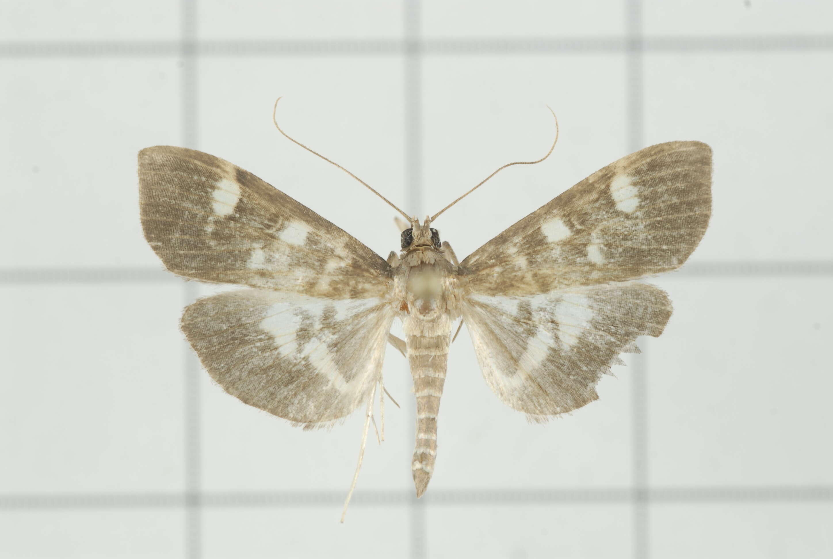 Image de Herpetogramma luctuosalis Guenée 1854