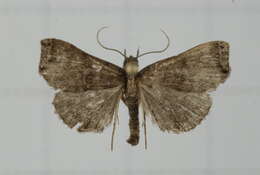 Imagem de Hipoepa biasalis Walker 1858