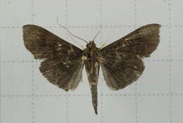 Image of Omiodes noctescens Moore 1888