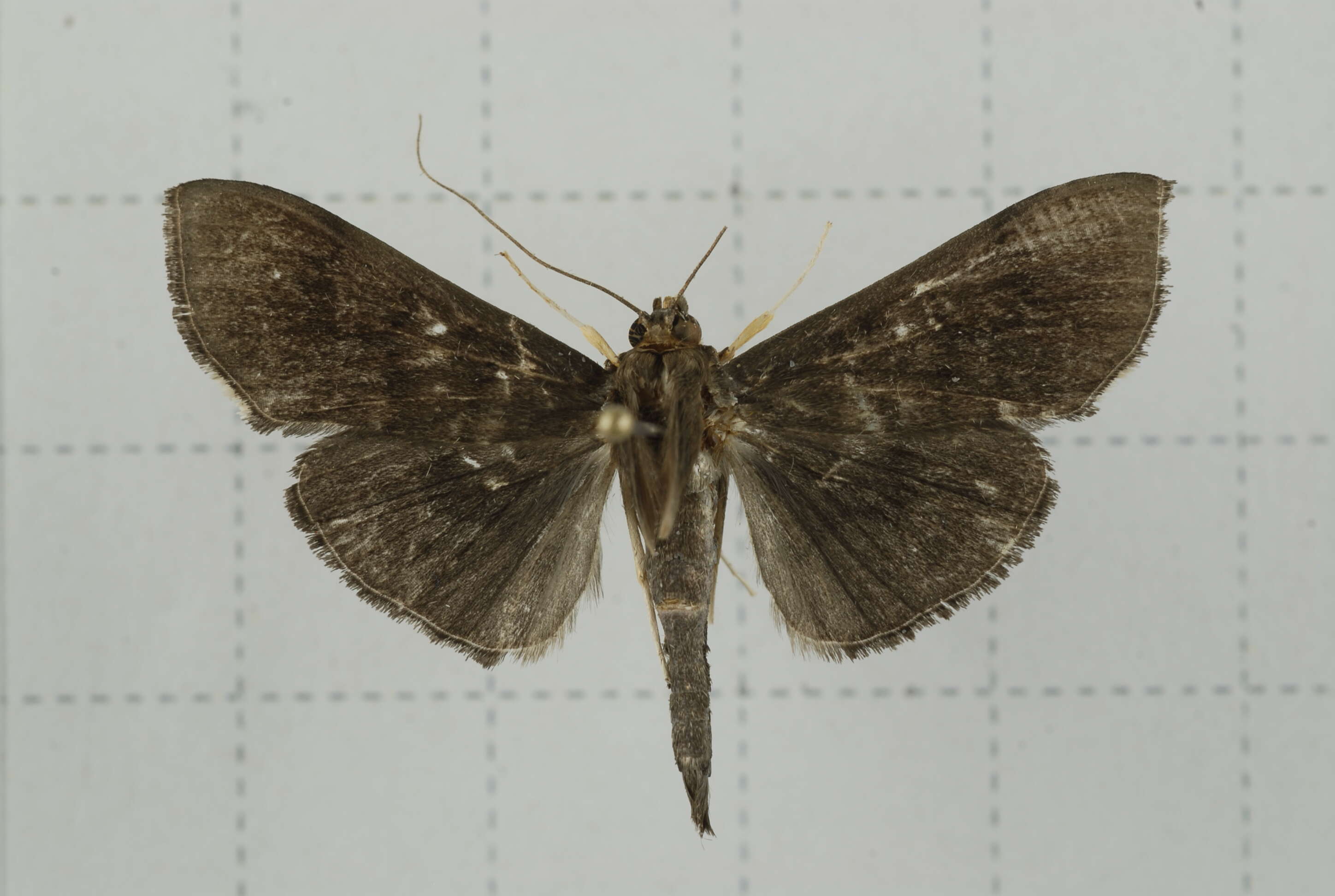 Image of Omiodes noctescens Moore 1888