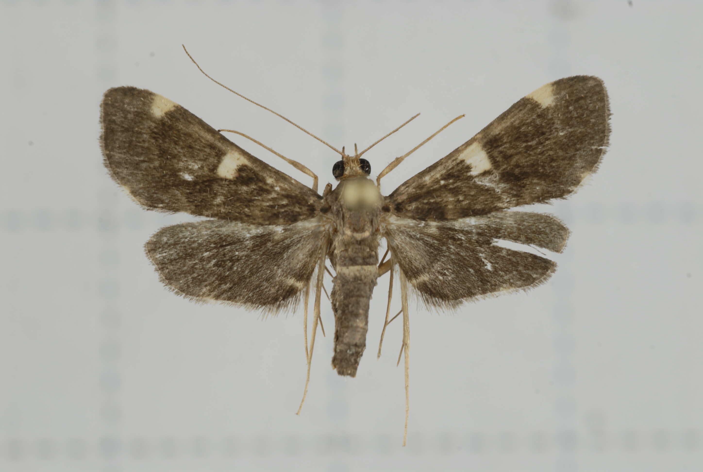 Image of Piletocera aegimiusalis Walker 1859