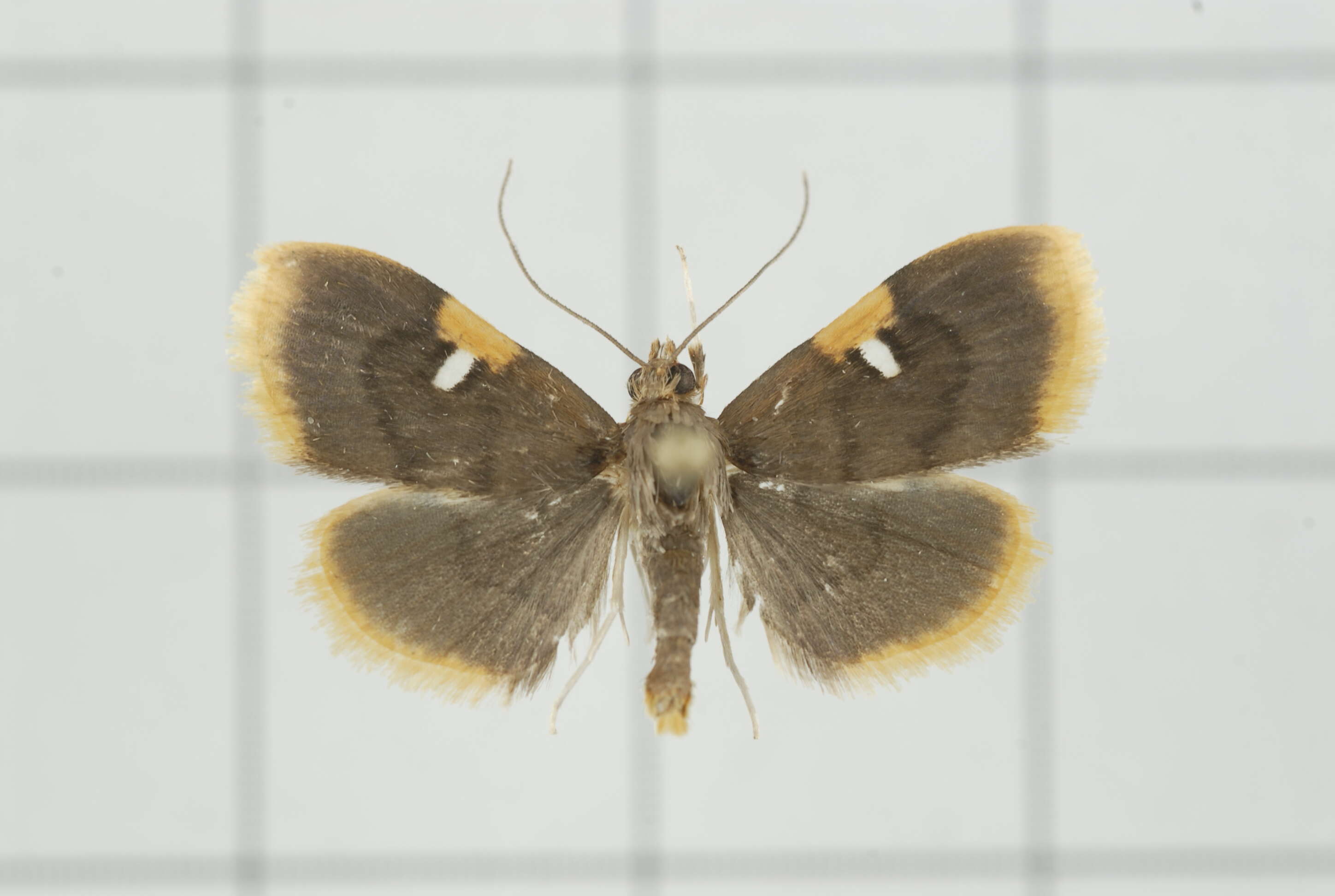 Image of Callibotys carapina