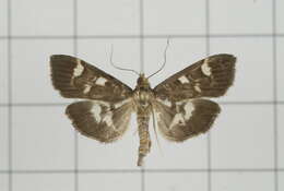 Image de Herpetogramma luctuosalis Guenée 1854