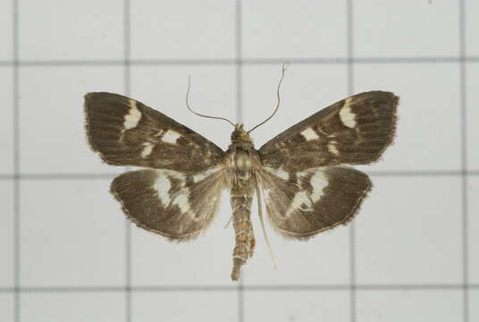 Image de Herpetogramma luctuosalis Guenée 1854