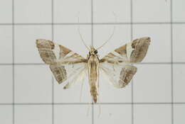 Sivun Agrioglypta itysalis Walker 1859 kuva