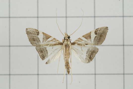 Sivun Agrioglypta itysalis Walker 1859 kuva