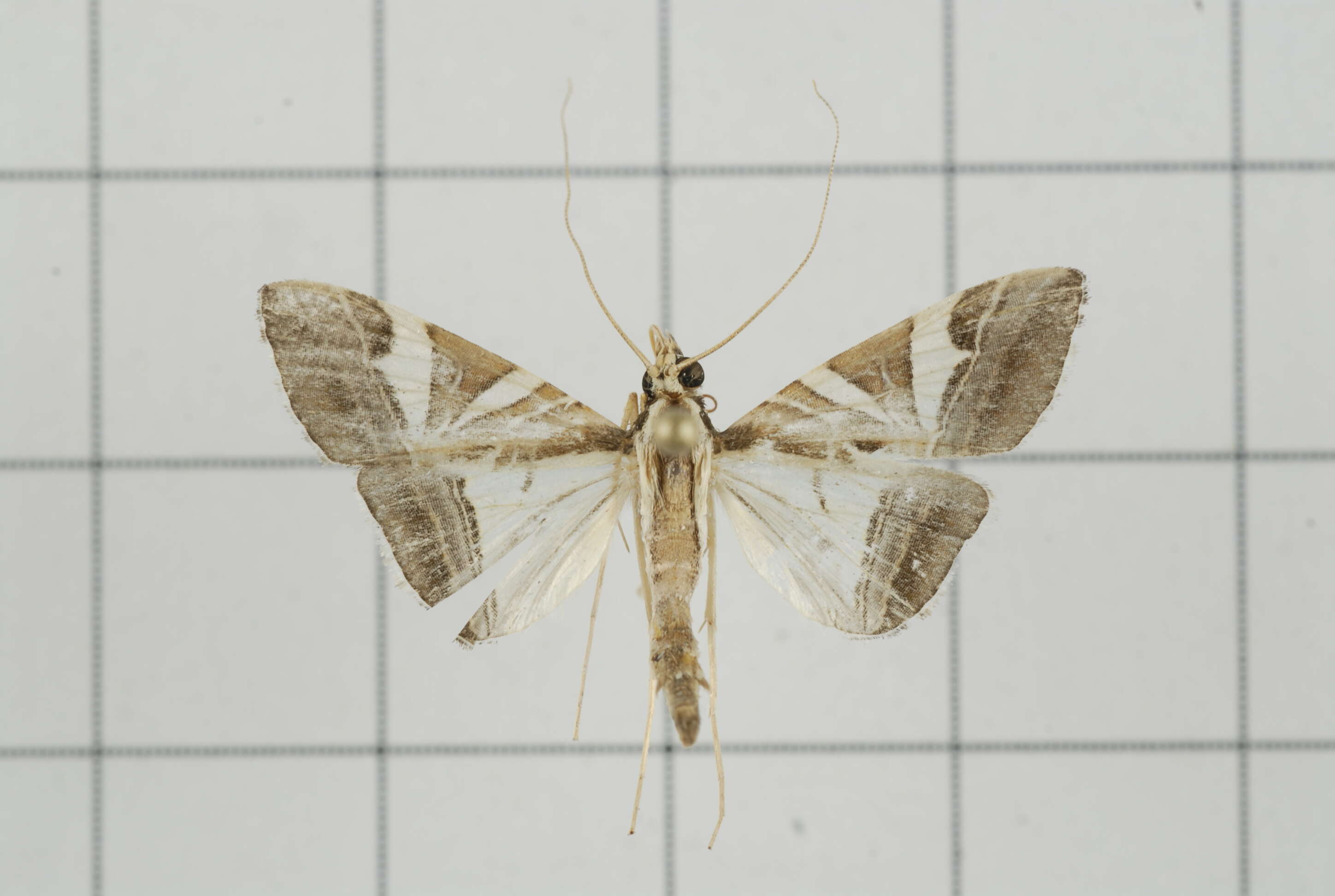 Agrioglypta itysalis Walker 1859 resmi