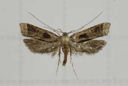 Image of Deltoplastis commatopa Meyrick 1932