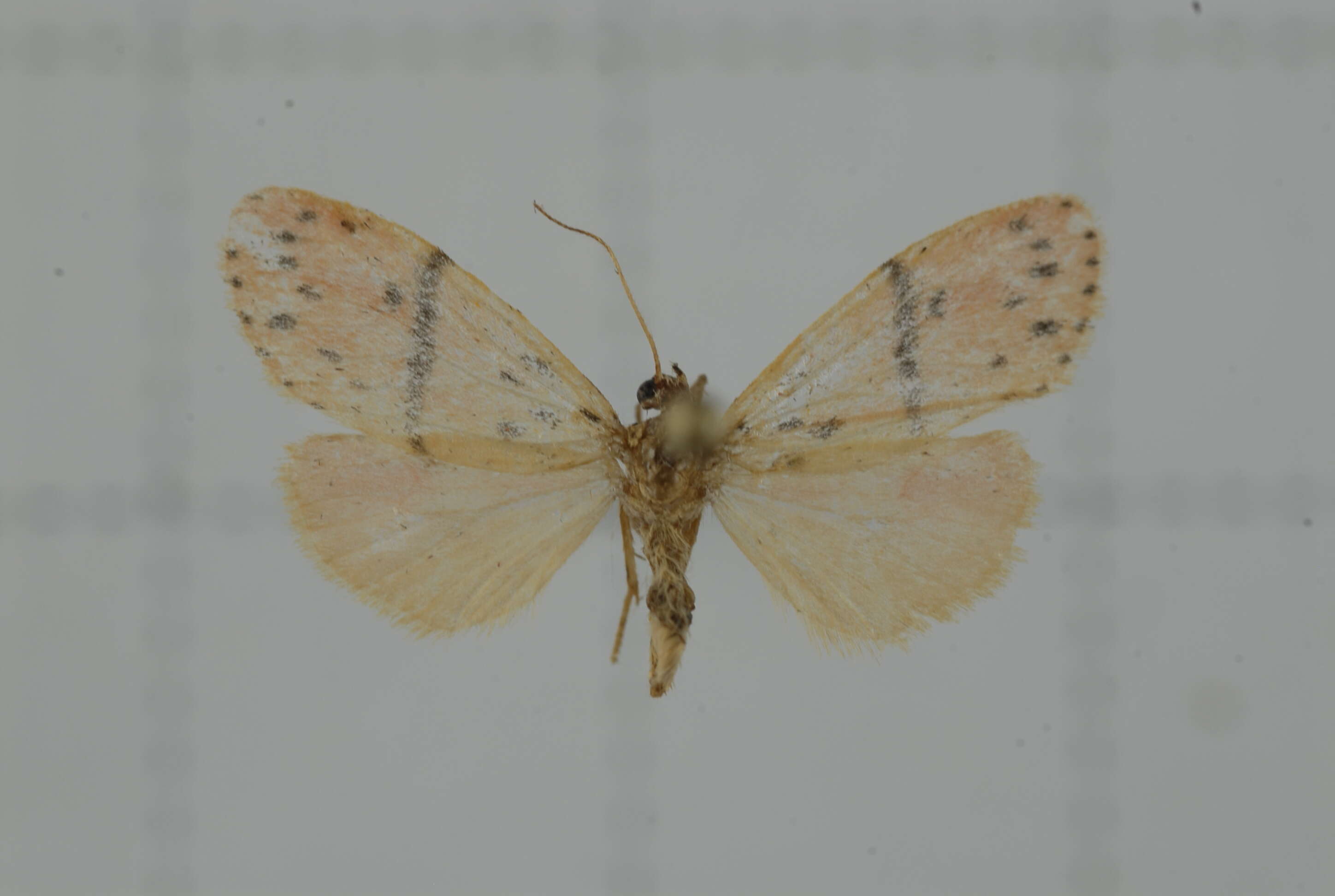 Image of Miltochrista arcuata (Moore 1882)