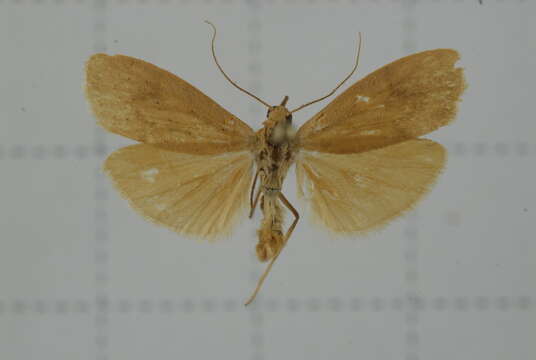 Image of Eilema ratonis Matsumura 1927