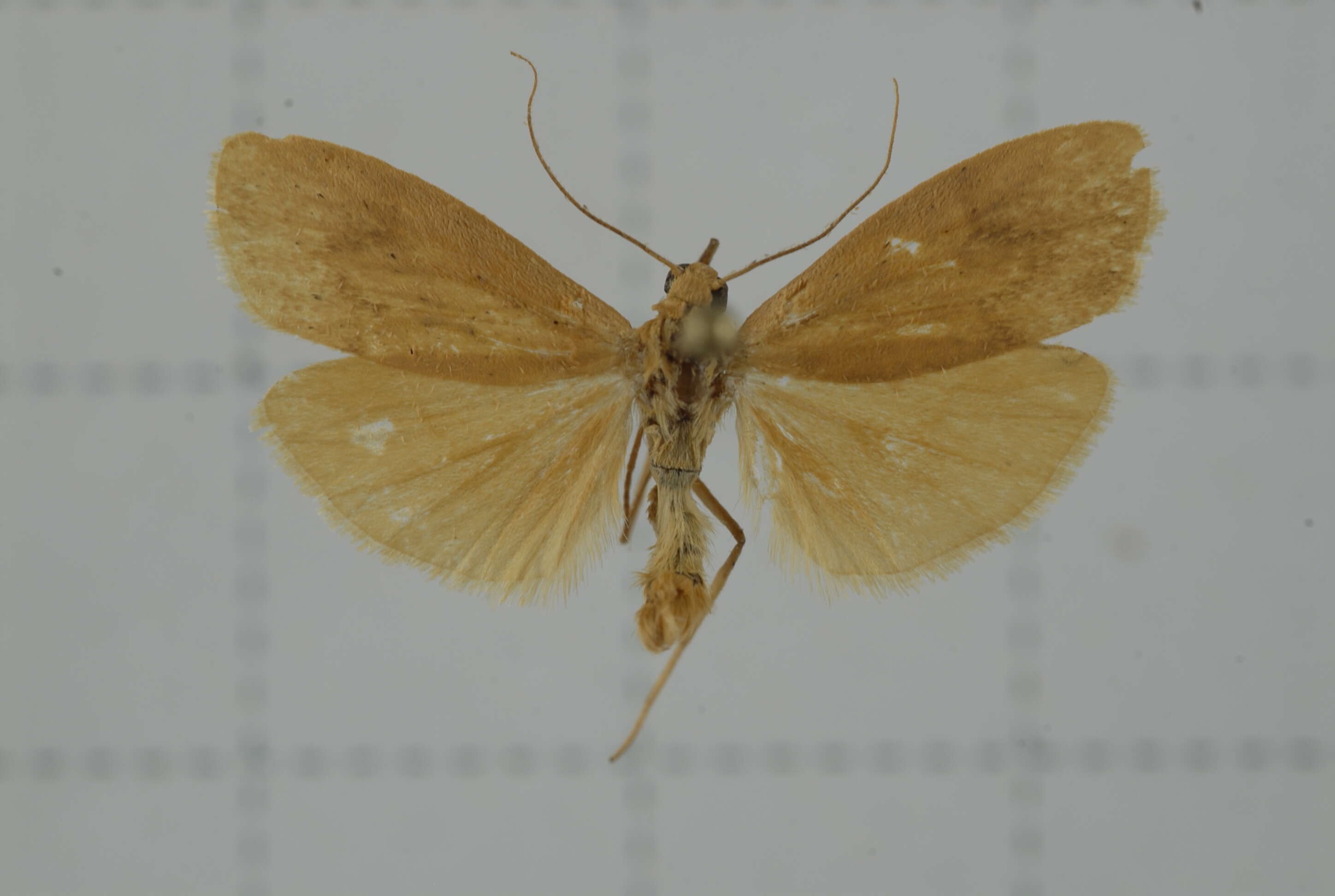 Image of Eilema ratonis Matsumura 1927