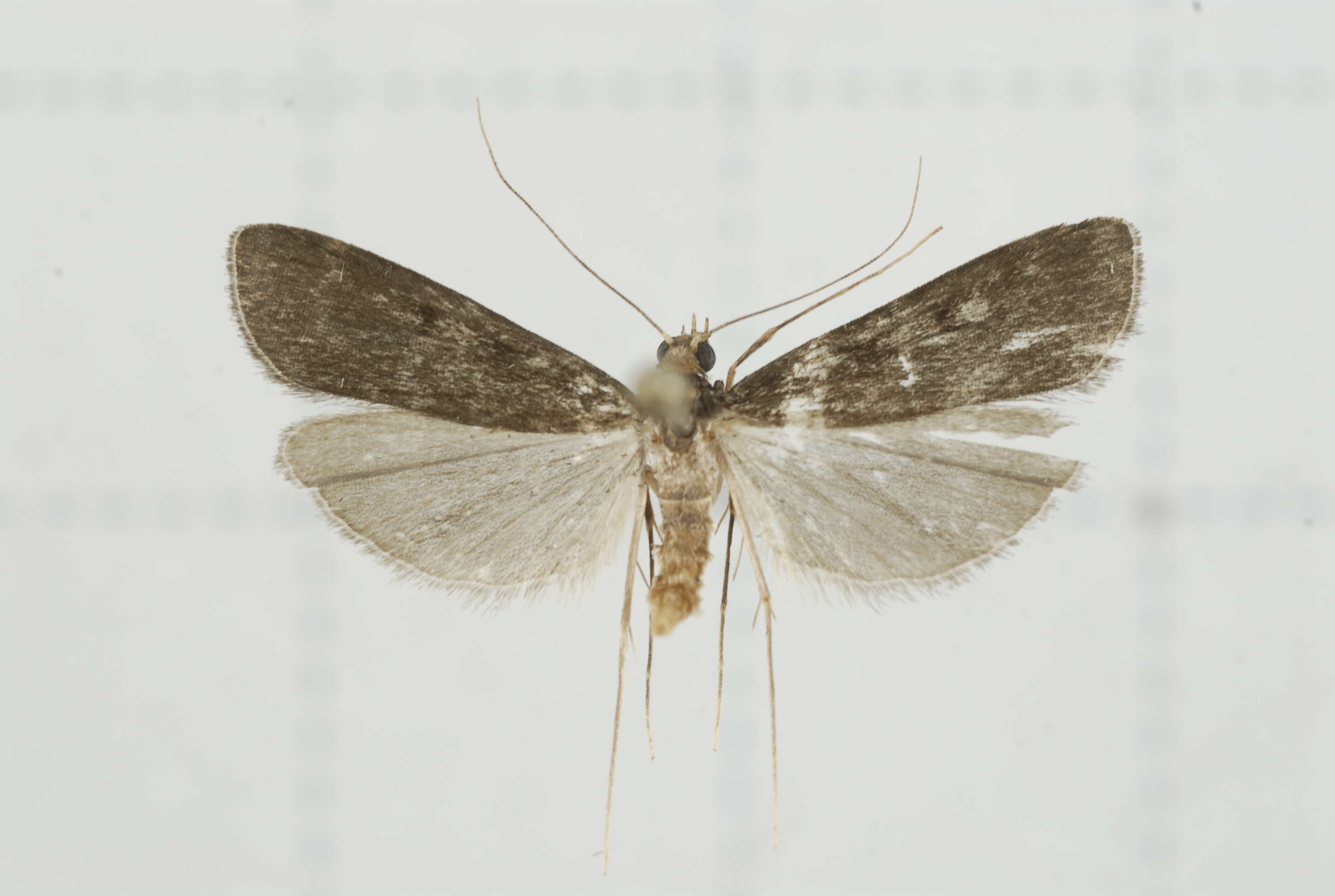 Image of Paracymoriza nigra