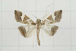 Sivun Agrioglypta itysalis Walker 1859 kuva