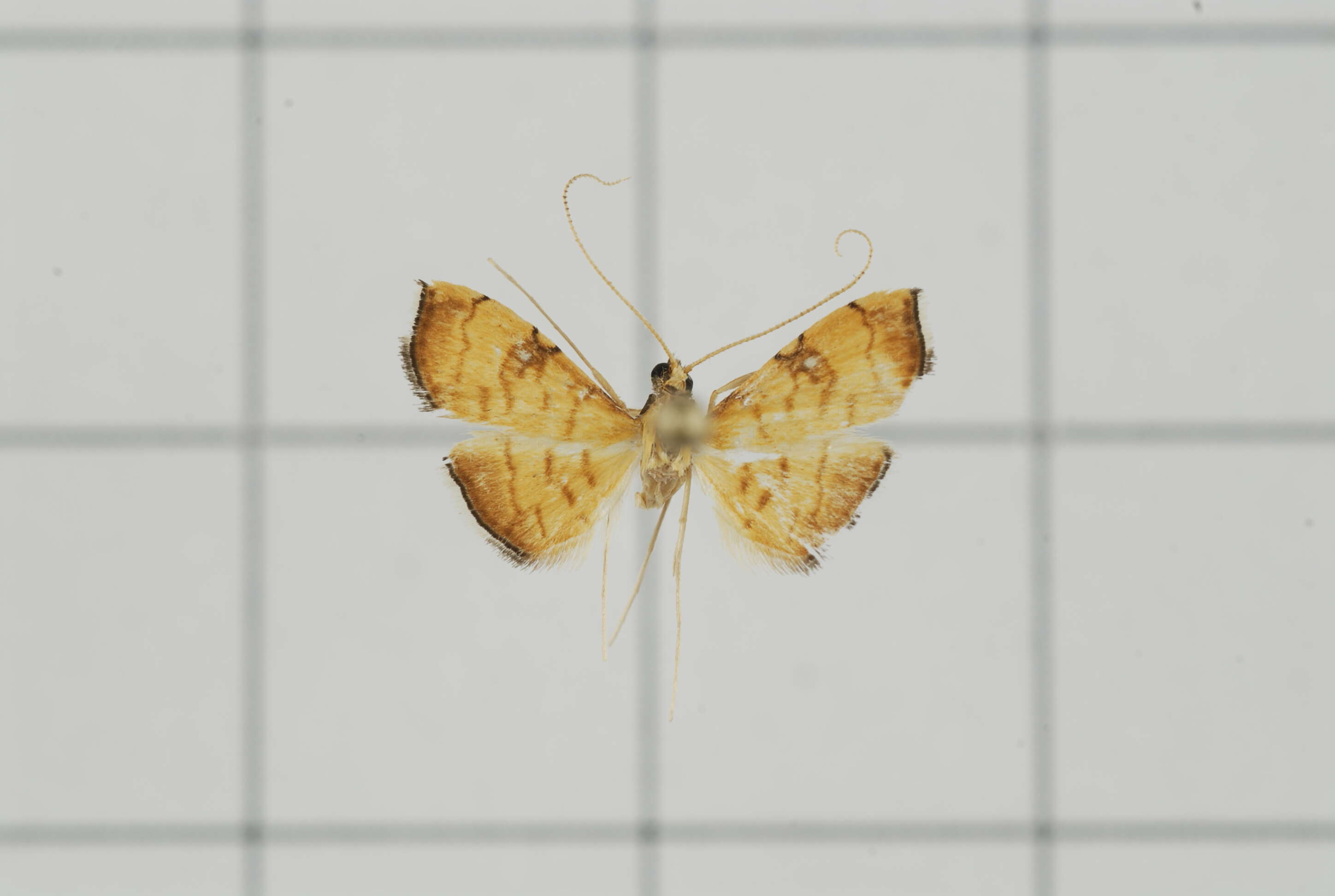 Image of Mabra nigriscripta Swinhoe 1895