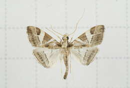 Sivun Agrioglypta itysalis Walker 1859 kuva