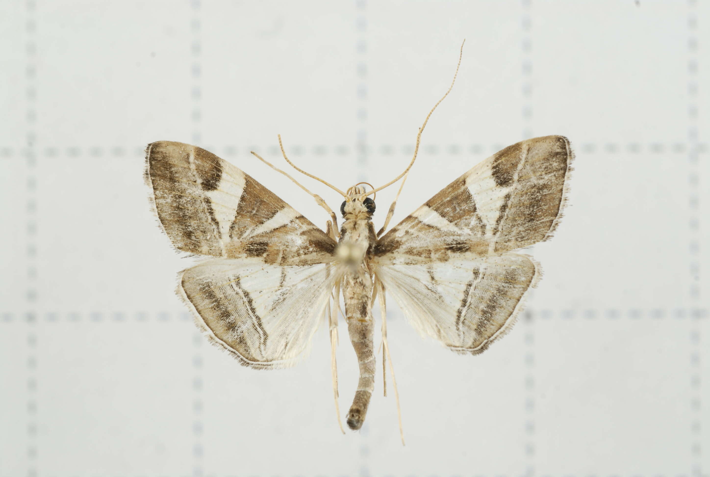 Sivun Agrioglypta itysalis Walker 1859 kuva