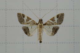 Agrioglypta itysalis Walker 1859 resmi