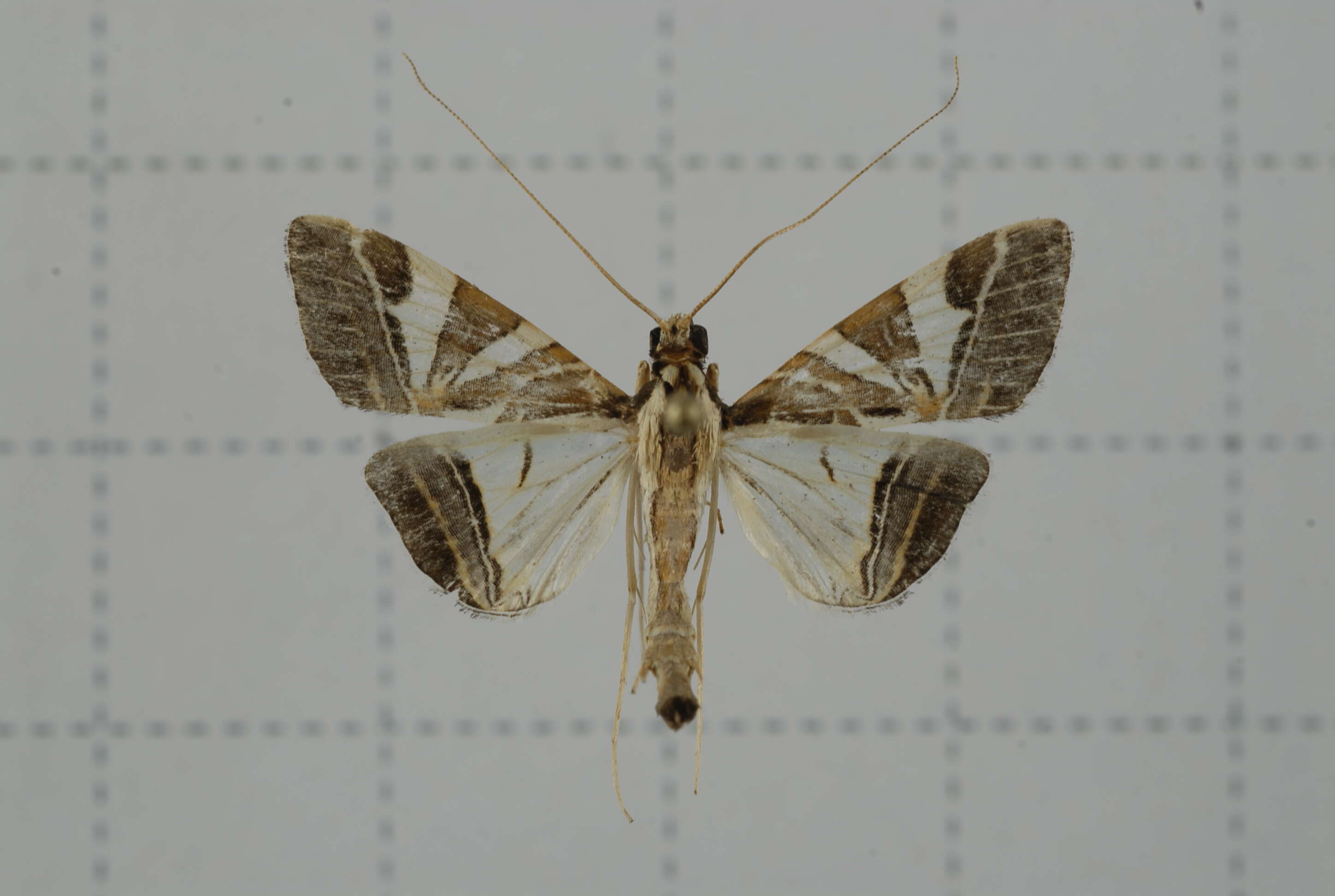 Sivun Agrioglypta itysalis Walker 1859 kuva