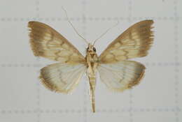 Crypsiptya coclesalis Walker 1859 resmi