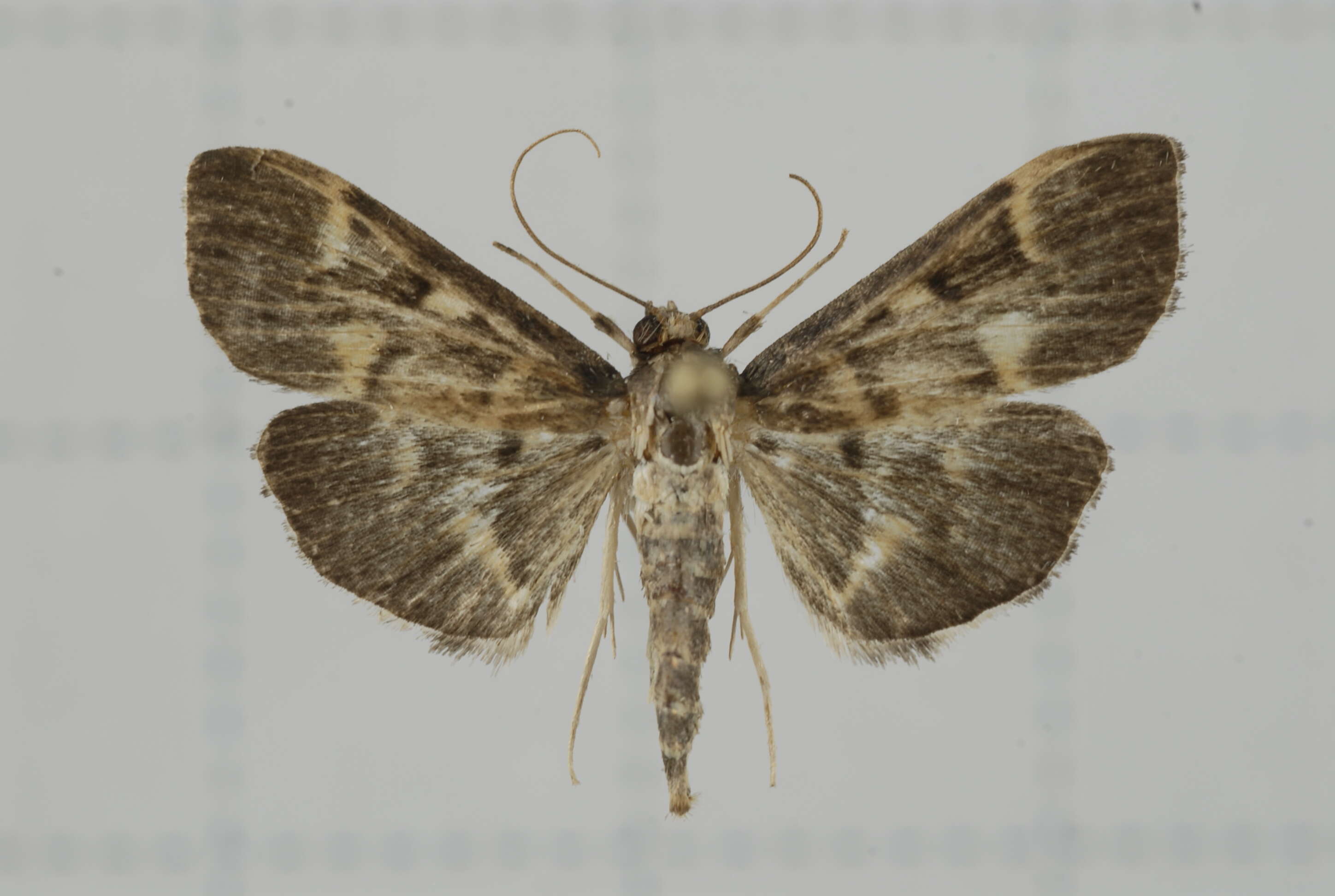 Image de Herpetogramma luctuosalis Guenée 1854