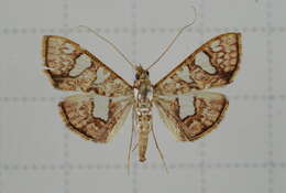 Imagem de Glyphodes canthusalis Walker 1859