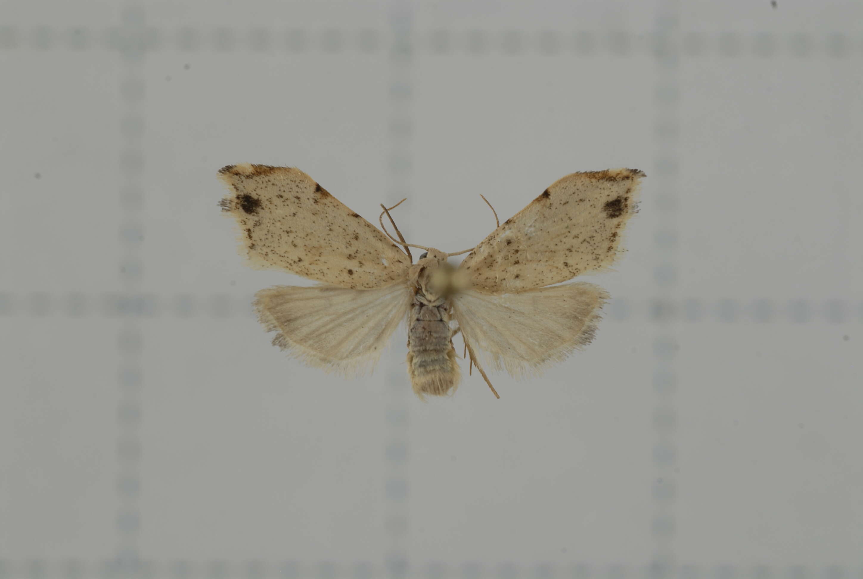 Image of Macaduma cretacea