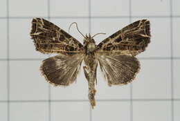 Image de Callopistria rivularis Walker 1857