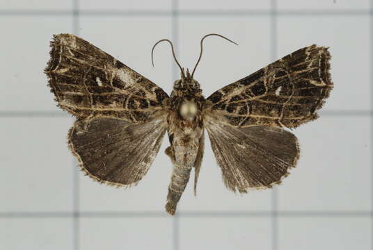 Image of Callopistria rivularis Walker 1857