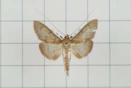 Image de Tetridia caletoralis Walker 1859