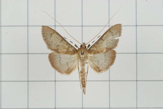 Image of Tetridia caletoralis Walker 1859