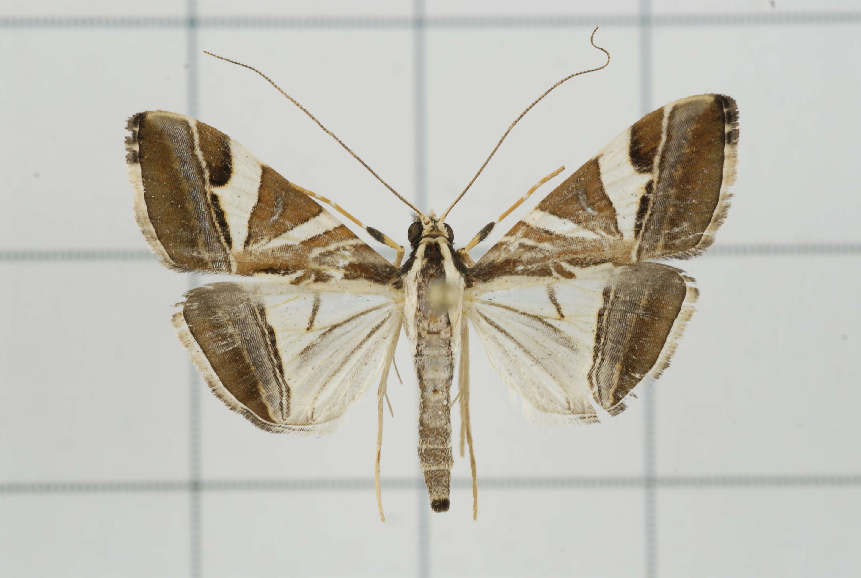 Sivun Agrioglypta itysalis Walker 1859 kuva