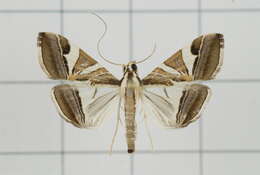 Sivun Agrioglypta itysalis Walker 1859 kuva