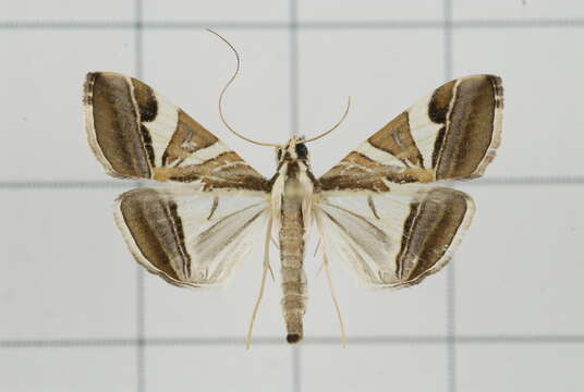 Sivun Agrioglypta itysalis Walker 1859 kuva