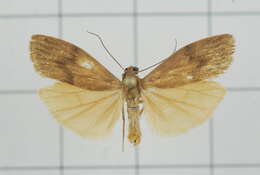 Image of Eilema ratonis Matsumura 1927