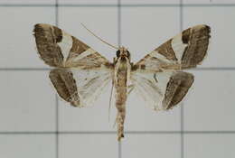 Sivun Agrioglypta itysalis Walker 1859 kuva