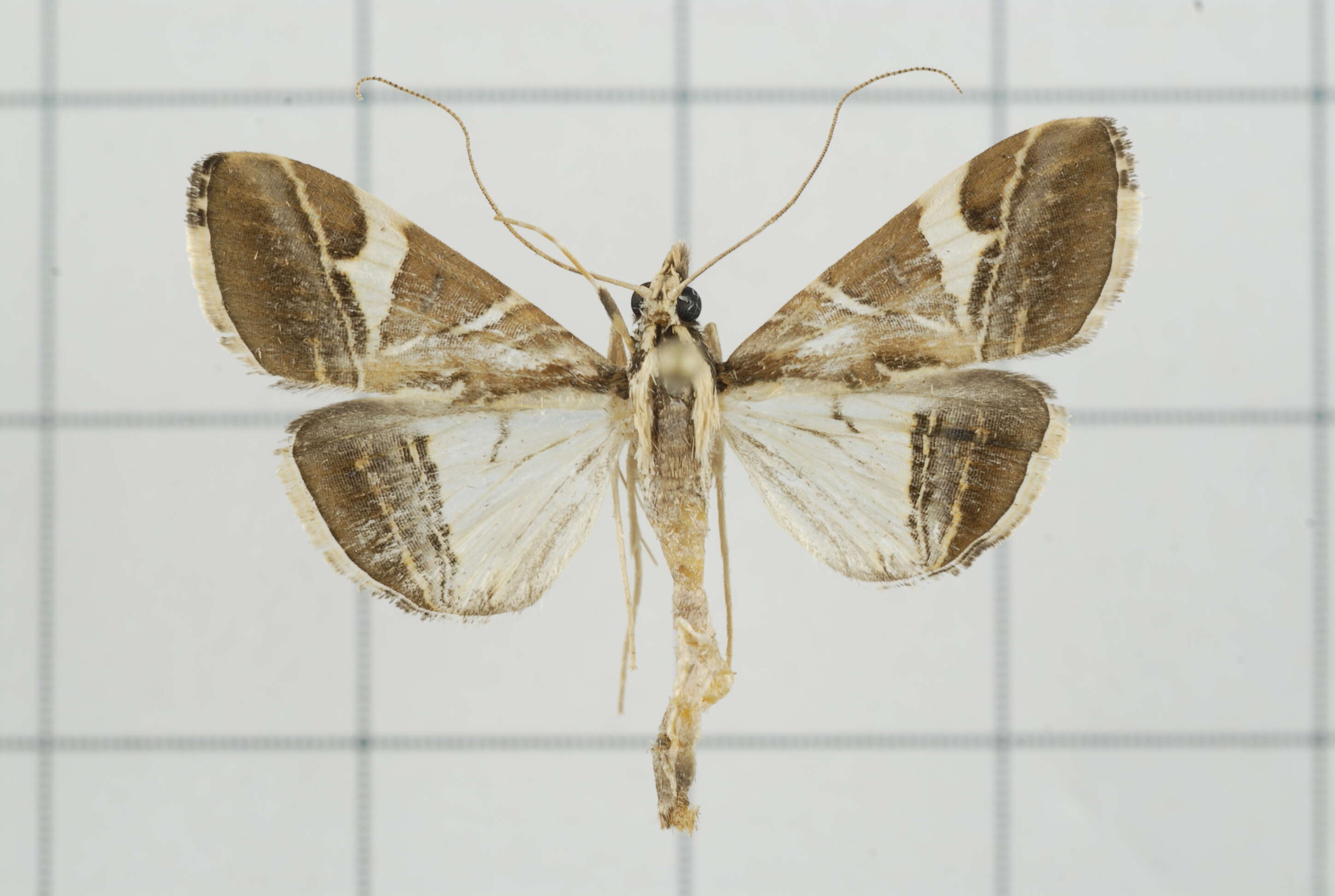 Sivun Agrioglypta itysalis Walker 1859 kuva